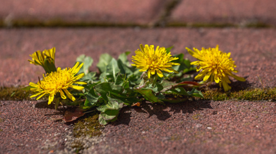 Weeds Between Paver Cracks